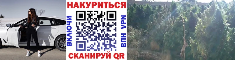 Конопля сатива  Хвалынск 